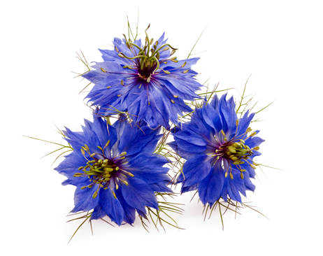 Black Cumin Seed Oil: Natural Ancient Remedy